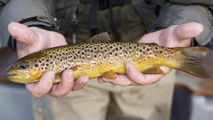 FAQ - Dapping for Trout in Ireland