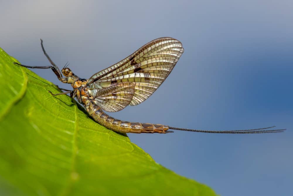 The Mayfly - Born, Mate, Die - All In The Same Day!