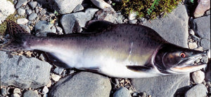 Alert!  Invasive Pacific Pink (Humpback) Salmon in Ireland
