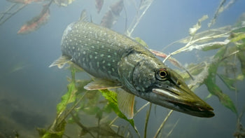 Pike Fishing Accessories - The Must-Haves