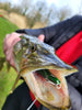  Pike caught on Lough Derg using Forge of Lures Rolf Sinking Jerkbait Pike Lure