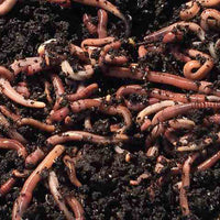 The Worm Works Home Wormery