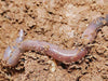 The Worm Works Home Wormery