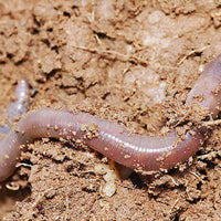 The Worm Works Home Wormery