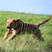 AKAH NaturVital Premium Air-Dried Rumen Dog Jerky Strips