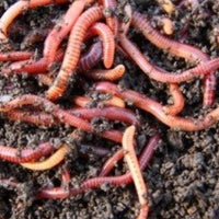 Fishing Tackle - Live Bait - Worms - Tub (Various Sizes)