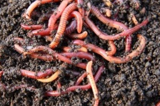 Buy Live Fishing Bait Dendro Worms Ireland at