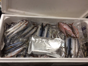 Frozen Bait Sea Bait Near Me DeadBait Frozen Sea Pack Premium