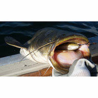 Savage Gear 4D Trout Spin Shad Lure | OpenSeason.ie Irish Fishing Tackle Shop, Nenagh & Online