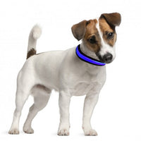 Eyenimal Rechargeable LED Light-Up Dog Collar