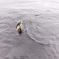 Behr Trendex Multi-Jointer SLS Pike Lure in Action on Lough Derg | OpenSeason.ie