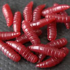 Live Bait - Maggots (Red/White) - 0.5l Tub